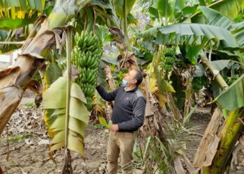 زراعات الموز