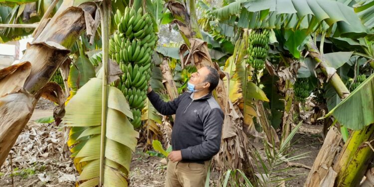 «مركزية البساتين» تقدم 11 توصية لـ"زراعات الموز" بكفر الشيخ 1 زراعات الموز