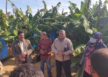 زراعات الموز في الإسماعيلية