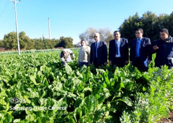 تفقد زراعات المنوفية