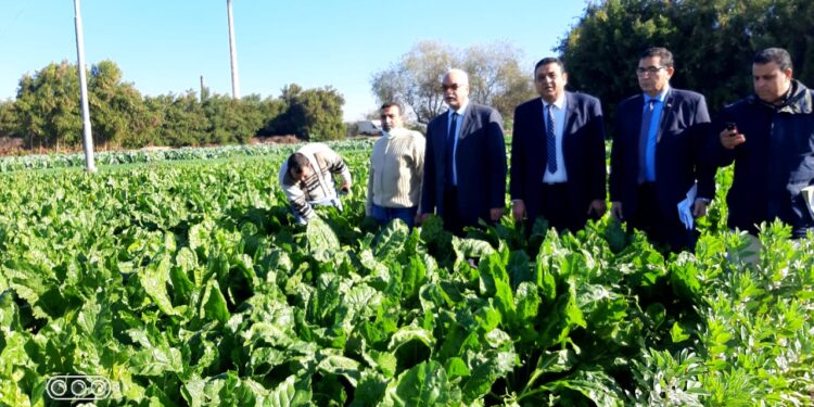 الزراعة تتابع المحاصيل الشتوية وتوزيع الأسمدة في محافظة المنوفية 1 تفقد زراعات المنوفية