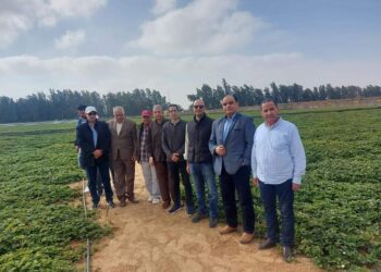 شتلات الفراوله المعتمدة