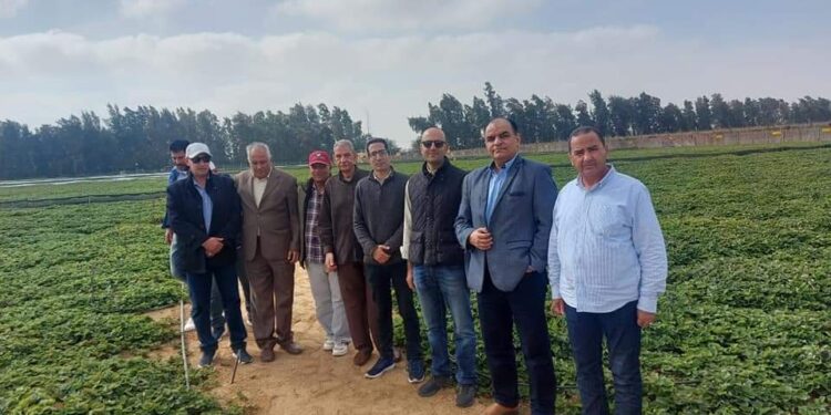 «العطار» يتفقد مزرعة إنتاج شتلات الفراوله المعتمدة 1 شتلات الفراوله المعتمدة