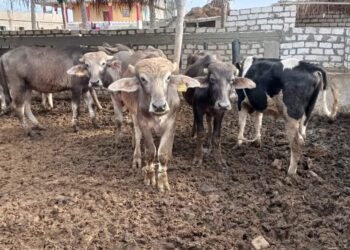 مشروع البتلو