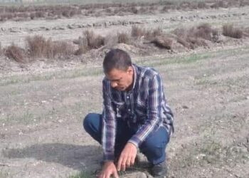 زراعة محصول الشعير بأصناف جديدة من معهد المحاصيل  في بورسعيد