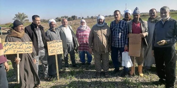 زراعة بورسعيد تنظم ندوة إرشادية حقلية للقمح.. والمساحة تقفز لـ 11 ألف و600 فدان 1 ندوة إرشادية حقلية للقمح