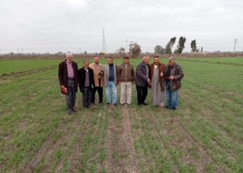 يوم حقل للقمح