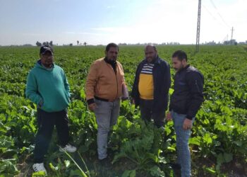 مساحة بنجر السكر