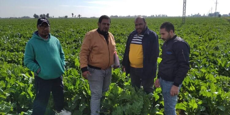 مساحة بنجر السكر تقفز لـ 33 ألف فدان ببورسعيد 1 مساحة بنجر السكر