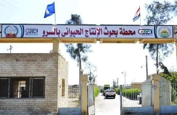 رعاية الأغنام والماعز .. دورة تدريبية بمحطة السرو 1 رعاية الأغنام والماعز