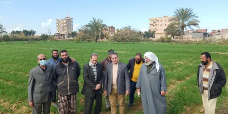 يوم حقل لمحصول القمح بالعامرية وبرج العرب يقدم 13 توصية للمزارعين 1 يوم حقل لمحصول القمح