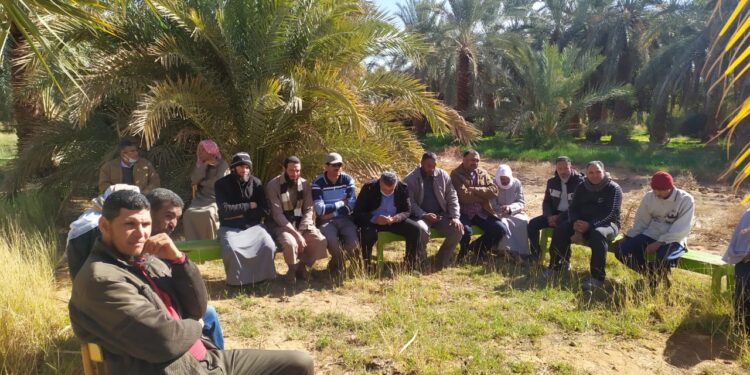 وقاية النباتات يكثف الحملات الإرشادية لمكافحة سوسة النخيل الحمراء 1 سوسة النخيل الحمراء