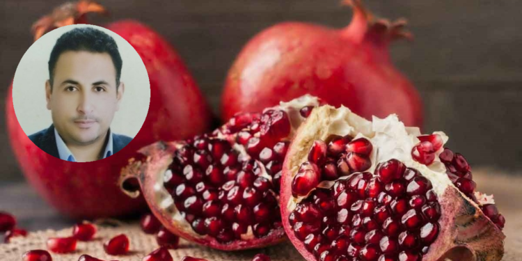 د.أسامه الشيخ يكتب عن تعظيم الإستفادة من مخلفات فاكهة الرمان 1 مخلفات فاكهة الرمان