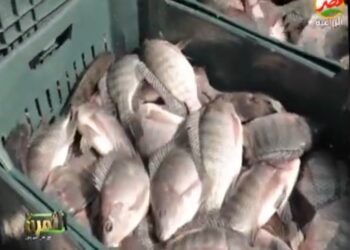 زراعة عين شمس تسجل طفرة في الاستزراع السمكي.. إليك التفاصيل