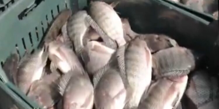 زراعة عين شمس تسجل طفرة في الاستزراع السمكي.. إليك التفاصيل 1 زراعة عين شمس تسجل طفرة في الاستزراع السمكي.. إليك التفاصيل