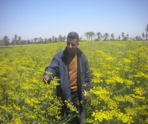 مرض العفن الأسود في البصل.. د.محمد فاروق يوضح أسبابه وكيفية الوقاية منه 12 مرض العفن الأسود
