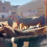 الأمراض الحيوانية العابرة للحدود