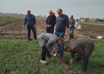 فحص محصول القمح