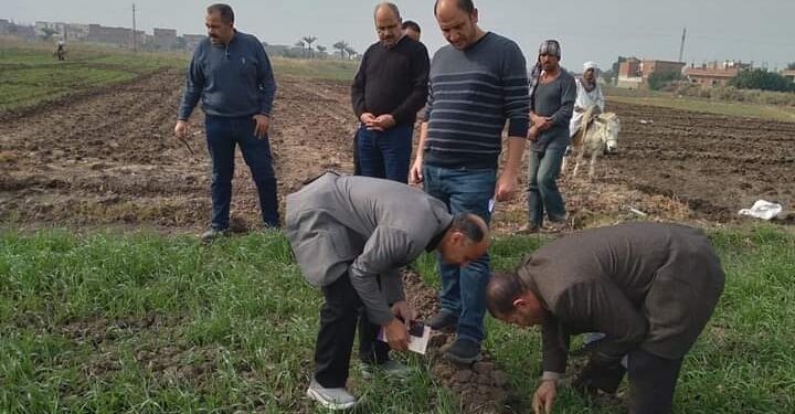 تعاون بين زراعة الفيوم ومركز البحوث الزراعية لـ فحص محصول القمح 1 فحص محصول القمح