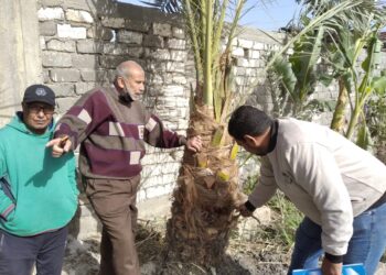 مبيدات سوسة النخيل الحمراء توفرها زراعة بورسعيد بدعم 50 %