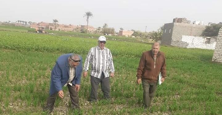 محاصيل القمح والبنجر والبابونج