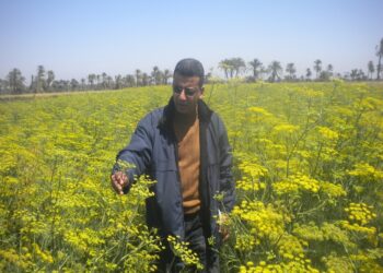 مرض العفن الأسود