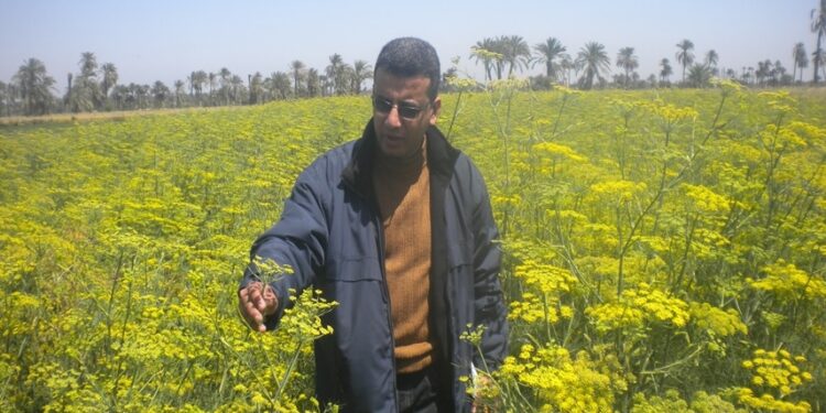 د. محمد فاروق يكتب عن الزراعة العضوية و غذاء صحى آمن من أجل التنمية المستدامة 1 مرض العفن الأسود
