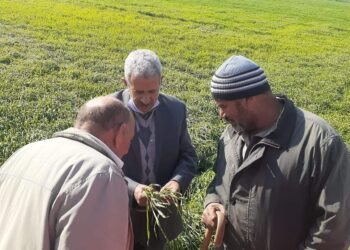 بورسعيد تتخطى مساحة محصول القمح المستهدف زراعتها وتنظم ثان ندوة إرشادية حقلية