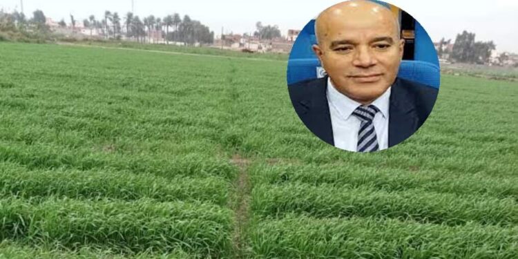 مدير معهد المحاصيل يُطمئن مزارعي القمح بشان تأثير الموجة الباردة 1 تأثير الموجة الباردة