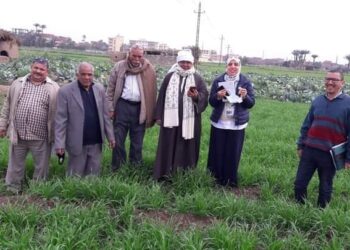 الحملة القومية للقمح