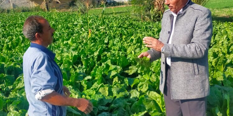 فحص الزراعات الشتوية وعمل نصائح إرشادية للمزارعين في الفيوم 1 فحص الزراعات الشتوية