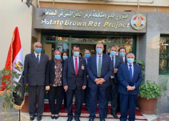 العفن البني في البطاطس