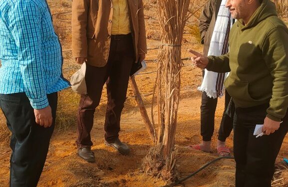 الزراعة: معمل النخيل ينظم يوم حقلي لمنتفعي المليون ونصف المليون فدان في المغرة 1 معمل النخيل