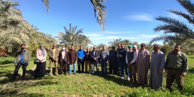 معمل أبحاث وتطوير النخيل ينفذ يوم حقلي بالداخلة 1 أبحاث وتطوير النخيل