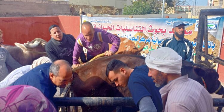 الخدمات البيطرية تطلق 327 قافلة بيطرية مجانية على مستوى الجمهورية لعلاج أكثر من 189 ألف رأس ماشية 1 قافلة بيطرية