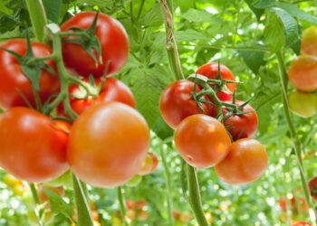 زراعة الطماطم