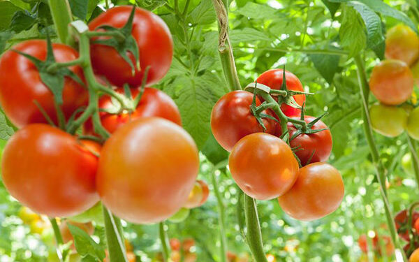 باحثة توضح طرق التغلب على مشكلات زراعة الطماطم 1 زراعة الطماطم