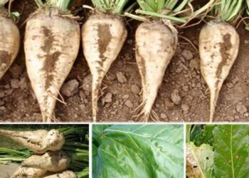 التبقع السركسبوري