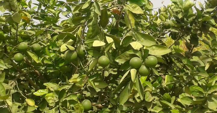 الفولكا ماريانا.. وكيفية حماية المحاصيل المحملة عليها من الفيروسات 1 الفولكا ماريانا