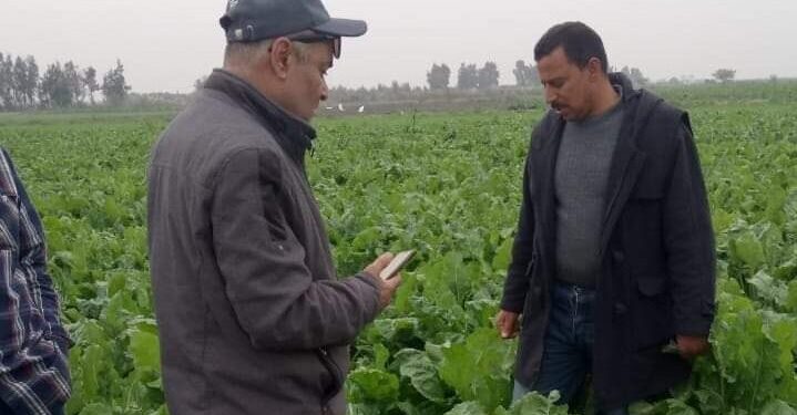 زراعات بنجر السكر تتجاوز الـ31 ألف فدان ببورسعيد 1 زراعات بنجر السكر