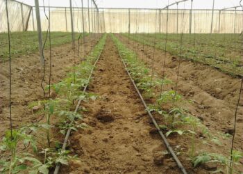 الأسمدة المعدنية