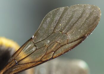 الاجنحة المتساقطة ماذا تعني تلك الظاهرة