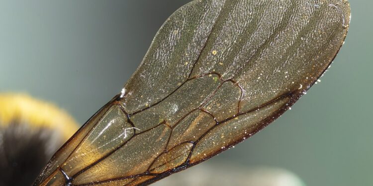 الاجنحة المتساقطة ماذا تعني تلك الظاهرة