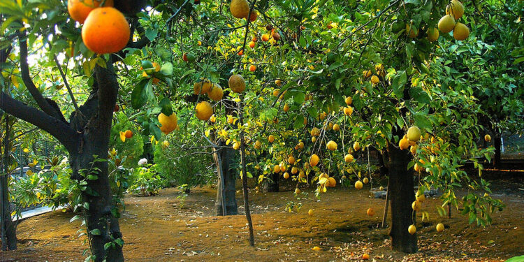 التزهير المبكر في الموالح وعلاقته بـ"التغيرات المناخية" و"أخطاء التسميد" 1 الموالح