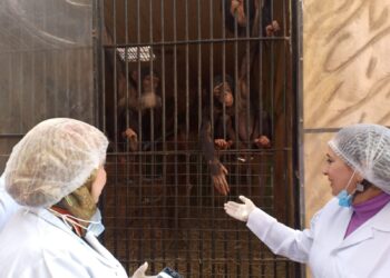 الحيوانات البرية