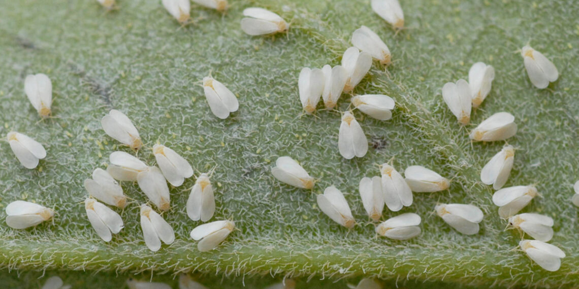 حشرة الذبابة البيضاء