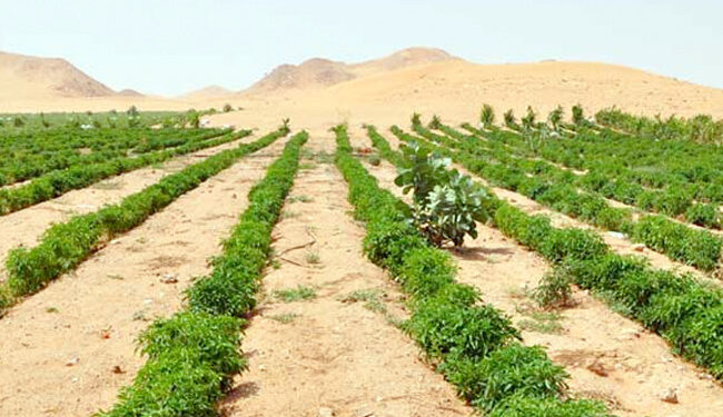التغيرات المناخية.. أضرارها على الزراعة بالبيئة الصحراوية وسبل العلاج 1 التغيرات المناخية