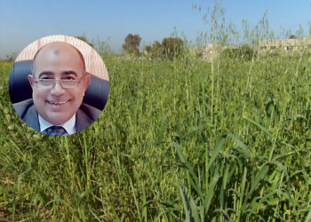 المكافحة المتكاملة لحشيشة الزمير فى حقول القمح