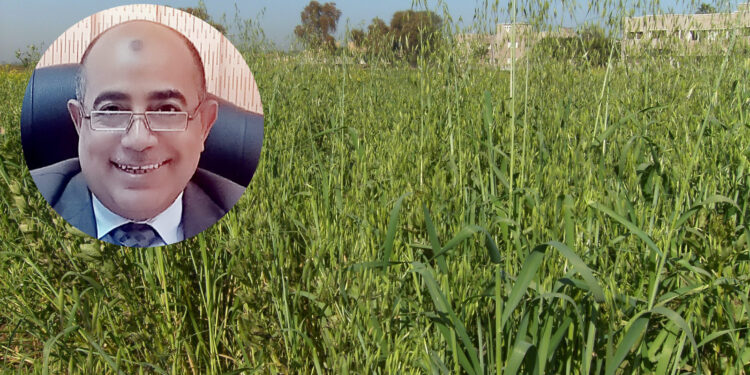 المكافحة المتكاملة لحشيشة الزمير فى حقول القمح