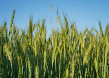 محصول الشعير